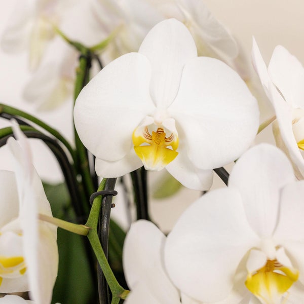 Kolibri Orchids weißes Orchideen-Set im Baumwollkorb inkl. Wassertank drei geschwungene weiße Orchideen Niagara Fall 12cm Mono Bouquet weiß mit Selbstversorger