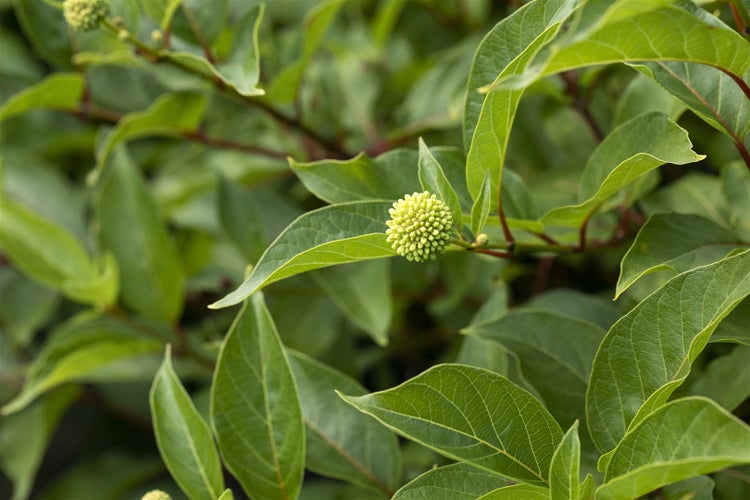 Cephalanthus occidentalis, Knopfbusch, 30–40 cm