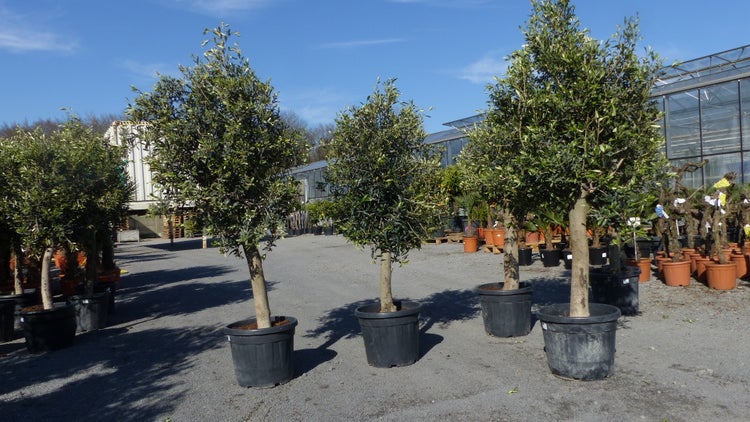 3 Stück Olivenbaum Olive 20 Jahre beste Qualität, Stammumfang 20 - 30 cm, winterhart, Olea Europaea