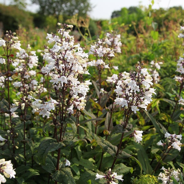 Blühende Bartfadenpflanze im Garten