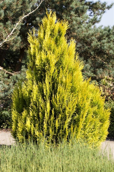 Thuja plicata '4ever Goldy' ®, gelbgrün, 80–100 cm