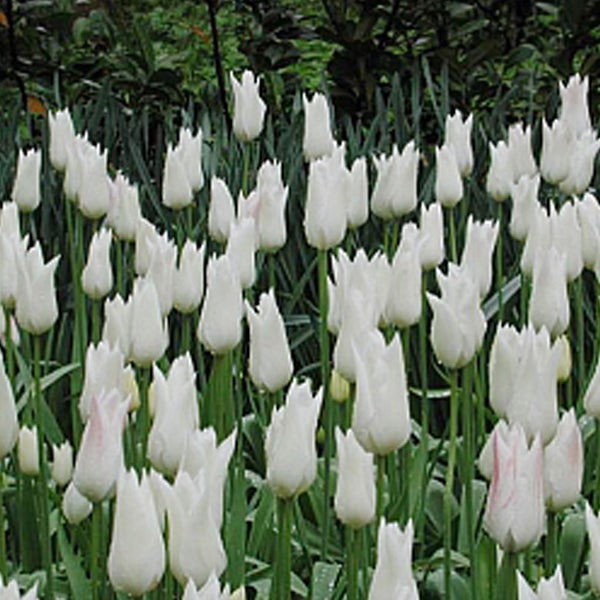 Feld mit weißen Tulpen