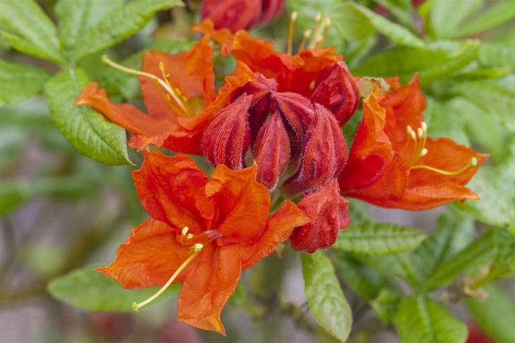 Rhododendron luteum 'Royal Command', gelb, 30–40 cm