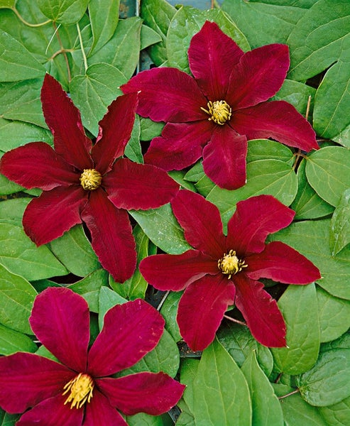 Clematis Hybride 'Niobe', Waldrebe, dunkelrot, 60–100 cm