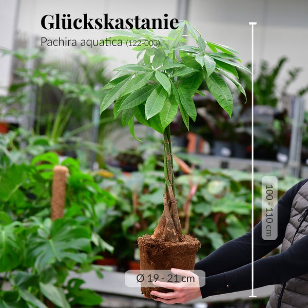 Green Me Up Große Glückskastanie mit Übertopf, 100-110cm