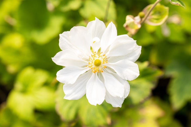 Anemone japonica 'Whirlwind', Herbst-Anemone, weiß, 2-3 Liter Container