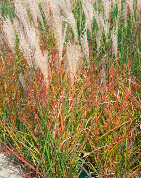 Miscanthus sinensis 'Adagio', Chinaschilf, kompakt, 3-5 Liter Container