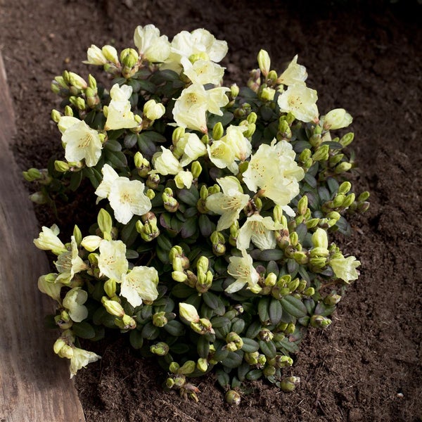Rhododendron ludlowii 'Wren', gelb, 20–25 cm