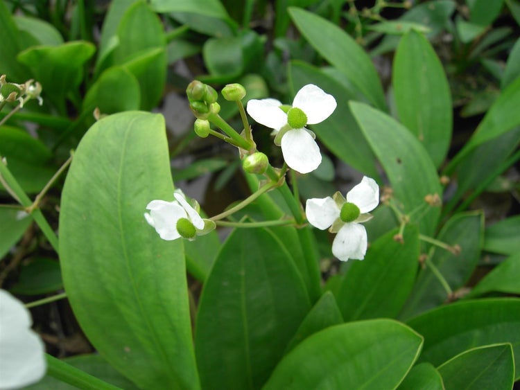 Sagittaria graminea, Pfeilkraut, ca. 9x9 cm Topf
