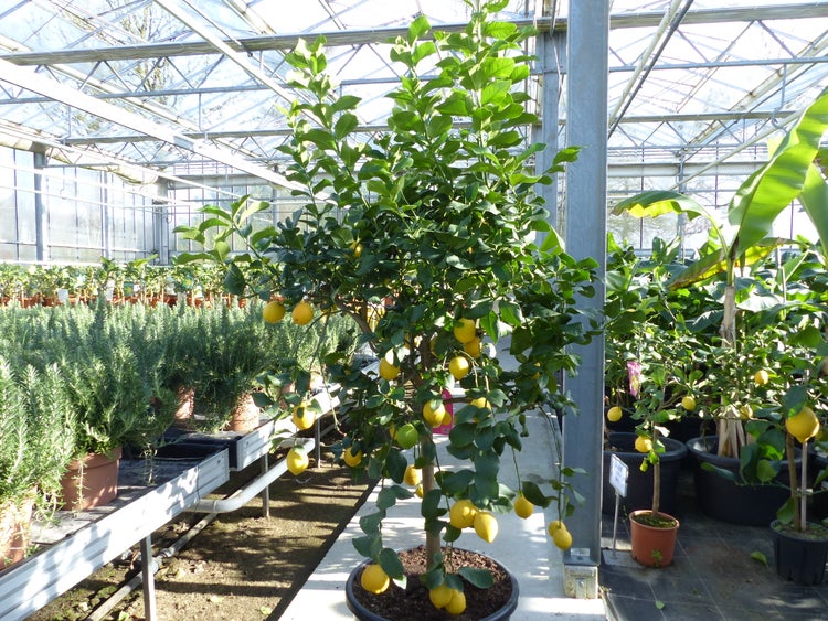 Zitronenbaum mit gelben Früchten und grünen Blättern in einem schwarzen Topf in einem hellen, geräumigen Gewächshaus.