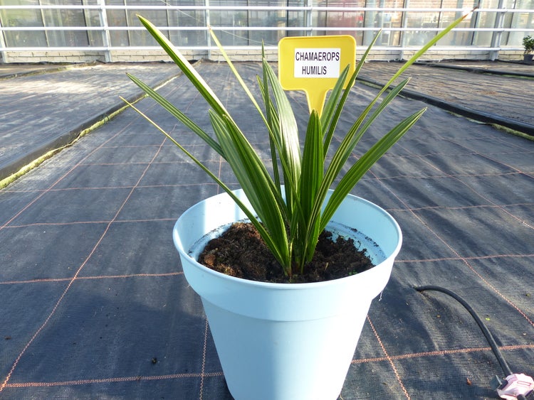 Palme 40 - 45 cm chamaerops - Humilis, Europäische Zwergpalme winterhart  bis -14°C