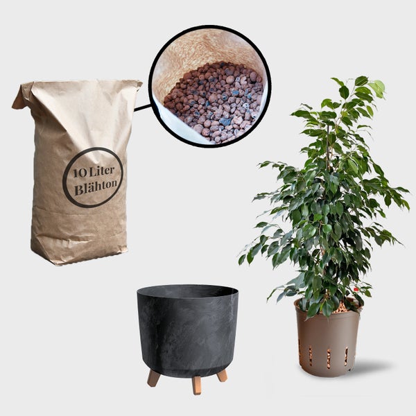 Bonsai-Feige im Topf, Pflanzgefäß und eine Tüte Blähton