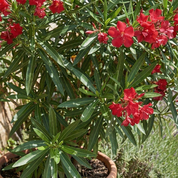 Oleander mit roten Blüten und grünen Blättern in einem Pflanztopf aus Terrakotta.