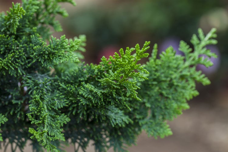 Chamaecyparis obtusa 'Teddy Bear', Hinoki-Scheinzypresse, 25–30 cm
