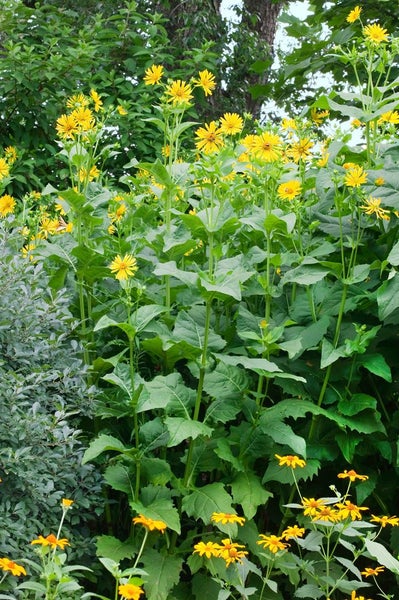 Gruppe von Sonnenblumen im Garten