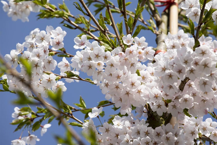 Blühende Zierkirsche mit zahlreichen hellen Blüten und grünen Blättern vor einem klaren Himmel.