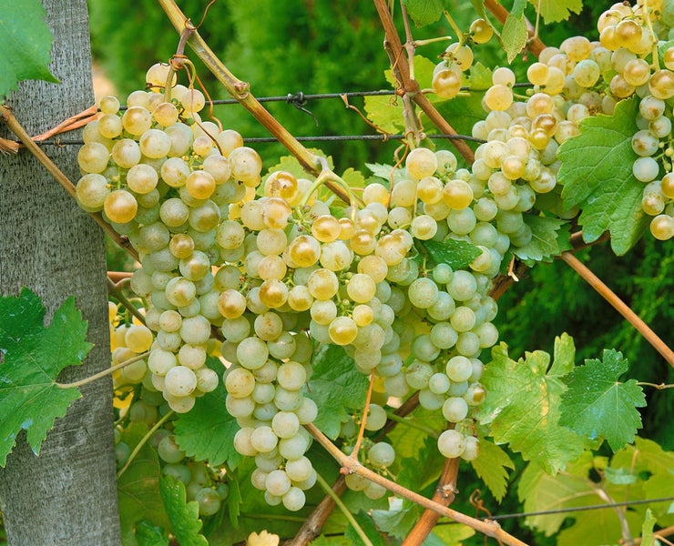 Vitis vinifera, Weinrebe, weiß, 80–100 cm