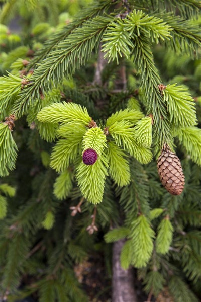 Picea abies 'Acrocona', Fichte, dekorative Zapfen, 40–50 cm