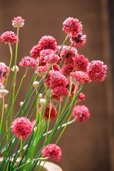Armeria pseudarmeria 'Ballerina Red', Grasnelke, leuchtend rot, ca. 9x9 cm Topf