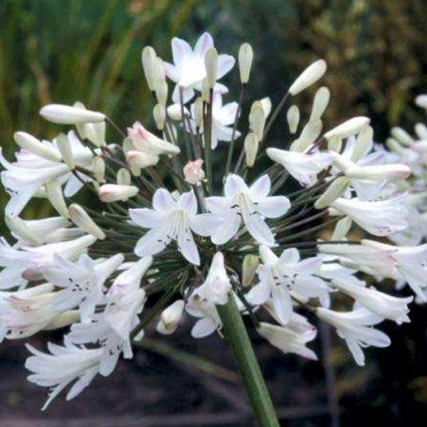 Blütenstand der Schmucklilie mit weißen Blüten