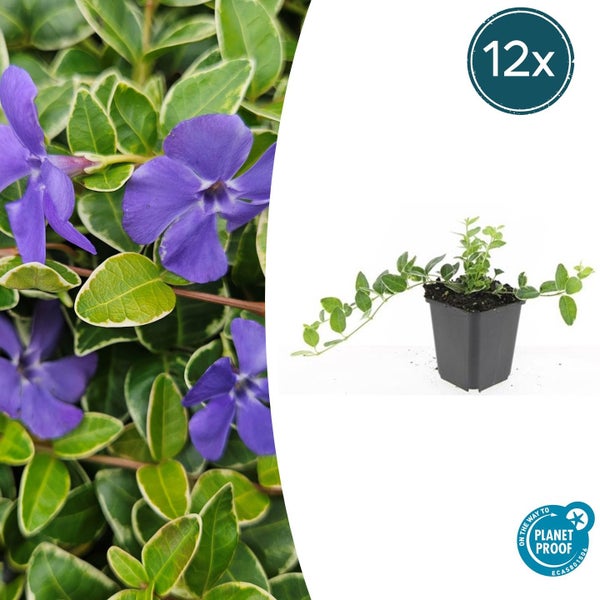 Kleines Immergrün Vinca minor Variegata im 12er Pack, bodendeckende Pflanze mit violetten Blüten und buntem Laub, Planet Proof zertifiziert.