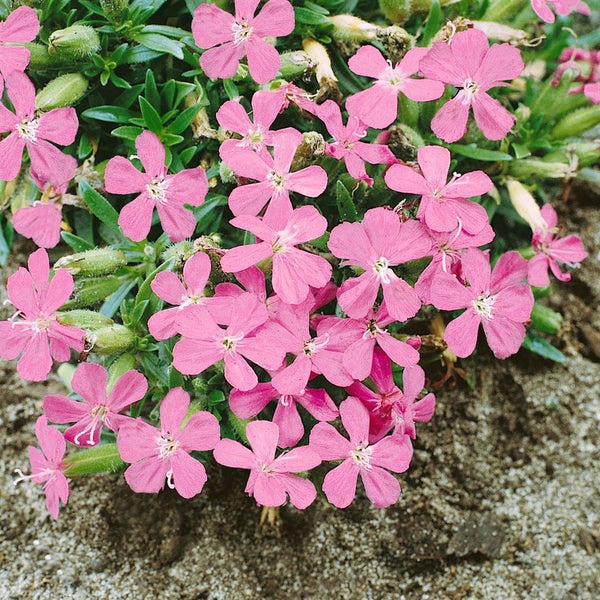 Saponaria x olivana 'Bressingham', Seifenkraut, rosa, ca. 9x9 cm Topf
