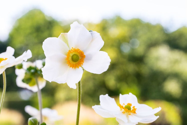 Anemone hupehensis 'Honorine Jobert', Herbst-Anemone, weiß, 2 Liter Container