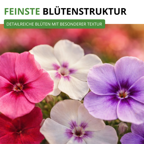 Nahaufnahme von verschiedenen Phlox Blüten mit feiner Struktur und detaillierten Blütenblättern in einem Garten.