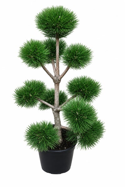 Künstliche Kiefer im Topf als Formgehölz im Bonsai Stil