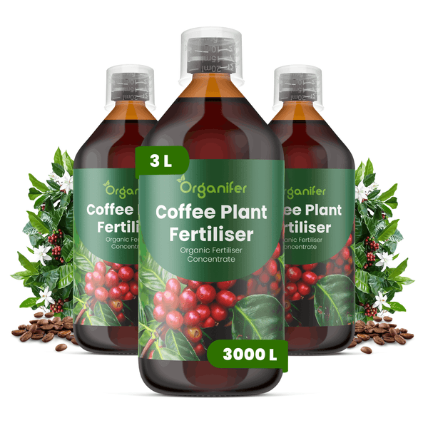Organifer Kaffeepflanzendünger Konzentrat, 3 Flaschen, 3 Liter für 3000 Liter Gießwasser, Organifer Logo.