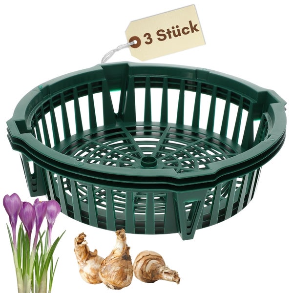 Drei Blumenzwiebelkörbe mit Krokussen und Blumenzwiebeln