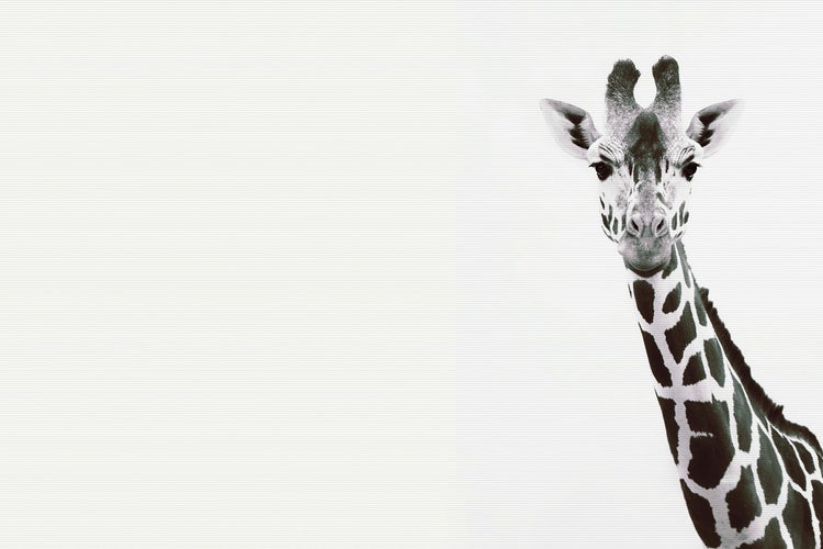 Illustration einer Giraffe