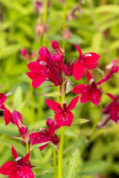 Lobelia x speciosa 'Fan Burgundy', burgunderrot, ca. 9x9 cm Topf