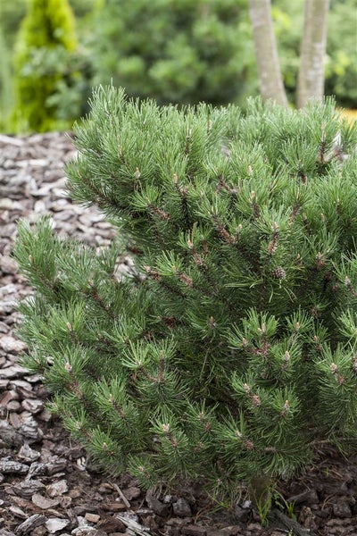 Pinus mugo 'Laurin', Bergkiefer, kompakt, 15–20 cm