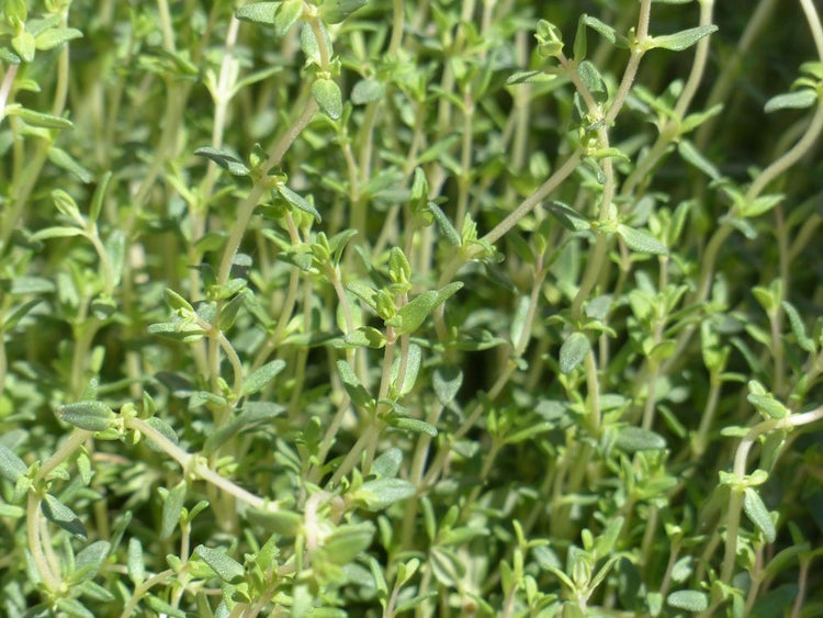 Kräuter-Set „Mittelmeer“, Bio-Jungpflanzen, Garten, 1x  Bio-Rosmarin, 2x Bio-Thymian, 1x Bio-Oregano, 2x Bio-Lavendel, 1x Bio Basilikum, 1x Bio-Petersilie glatt