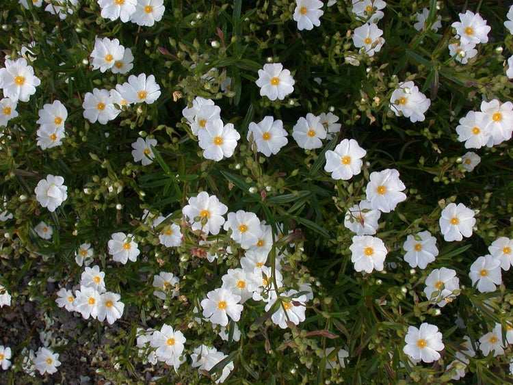 Helianthemum x cult. 'Eisbär', Sonnenröschen, weiß, ca. 9x9 cm Topf