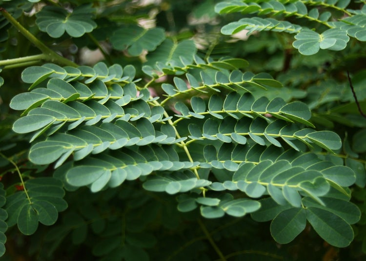 SAFLAX Garden to go - Pfauenstrauch / Stolz von Barbados - Caesalpinia pulcherrima - 10 Samen - Mit Topf, Klima - Deckel und Anzuchtsubstrat