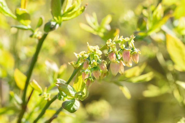 Nahaufnahme einer blühenden Heidelbeere mit kleinen glockenförmigen Blüten an einem Zweig im Frühling.