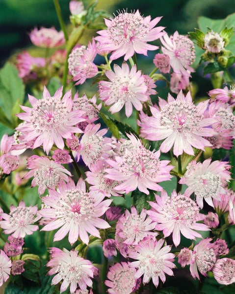 Astrantia major 'Primadonna', Sterndolde, rosa, ca. 11x11 cm Topf