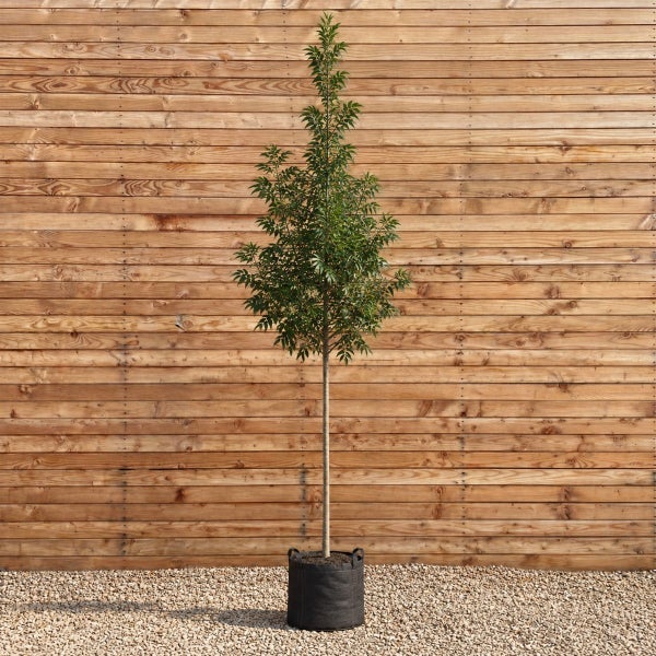Junger Baum als Hochstamm in einem schwarzen Pflanzgefäß vor einer Holzfassade