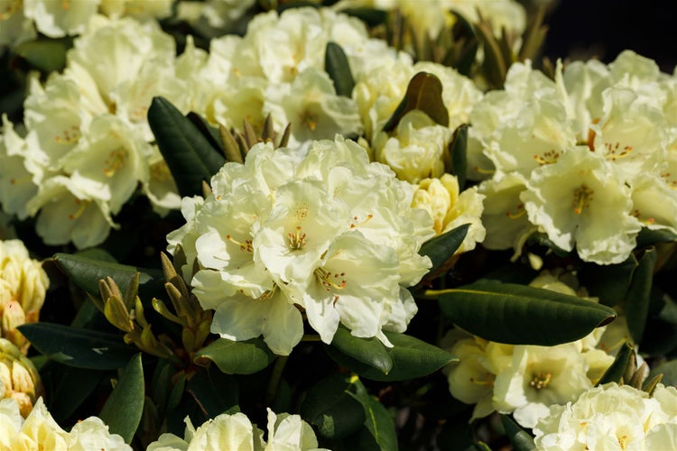 Rhododendron yakushimanum 'Millenium Gold', gelb, 40–50 cm