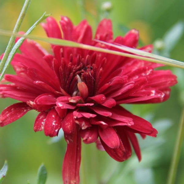 Nahaufnahme einer roten Chrysanthemenblüte