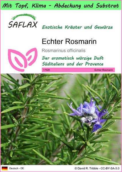 SAFLAX Garden to go - Echter Rosmarin - Rosmarinus officinalis - 100 Samen - Mit Topf, Klima - Deckel und Anzuchtsubstrat