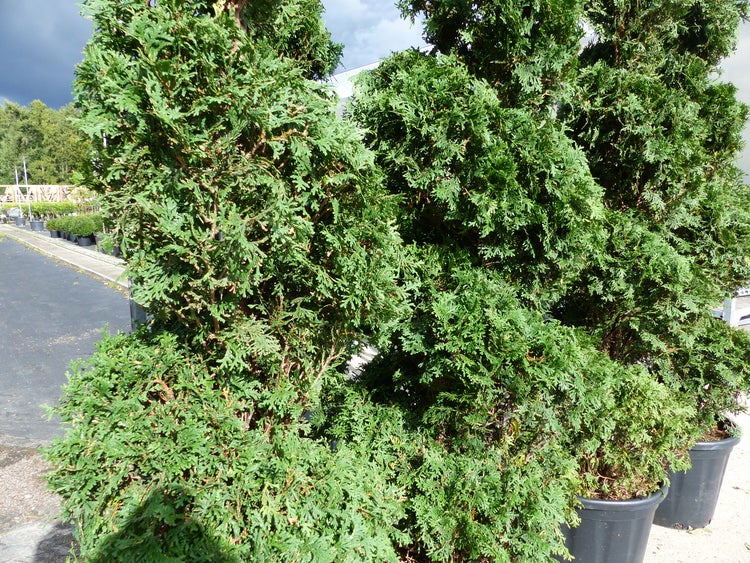 Gruppe von immergrünen Thuja-Pflanzen in Töpfen für den Aussenbereich.