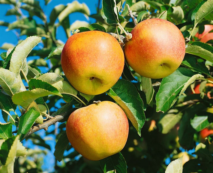 Malus 'Jonagold', Apfelbaum, 40 cm Stammhöhe