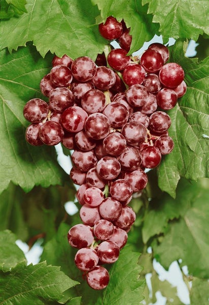 Vitis vinifera 'Piroschka', Weinrebe, 80–100 cm