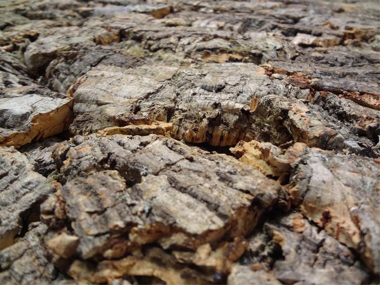 Nahaufnahme von Naturkorkrinde mit einer groben, strukturierten Oberfläche, geeignet für Wandverkleidungen oder Terrarien.