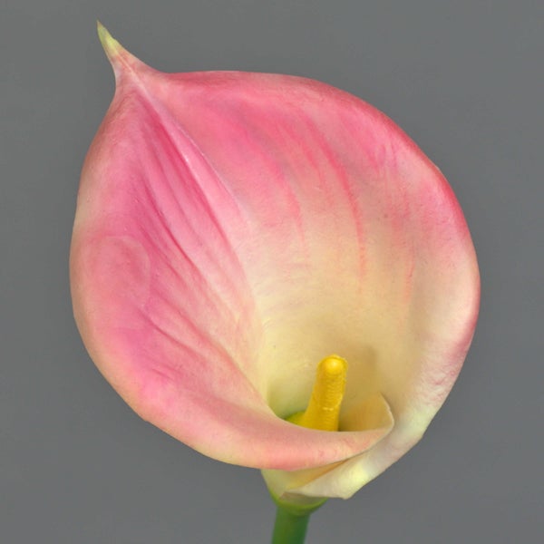 Nahaufnahme einer rosa und cremefarbenen Calla-Blüte mit gelbem Kolben.