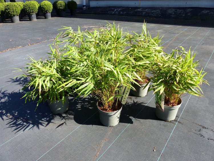 Mehrere Bambuspflanzen in Kunststofftöpfen auf einer Gartenbaufolie platziert.