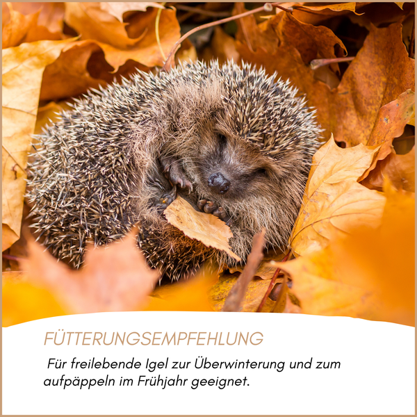 Igel in Herbstlaub mit Fütterungsempfehlung für freilebende Igel zur Überwinterung und zum Aufpäppeln im Frühjahr.